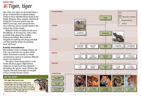 Family tree of the tiger