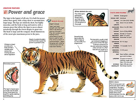 features bengal tigers