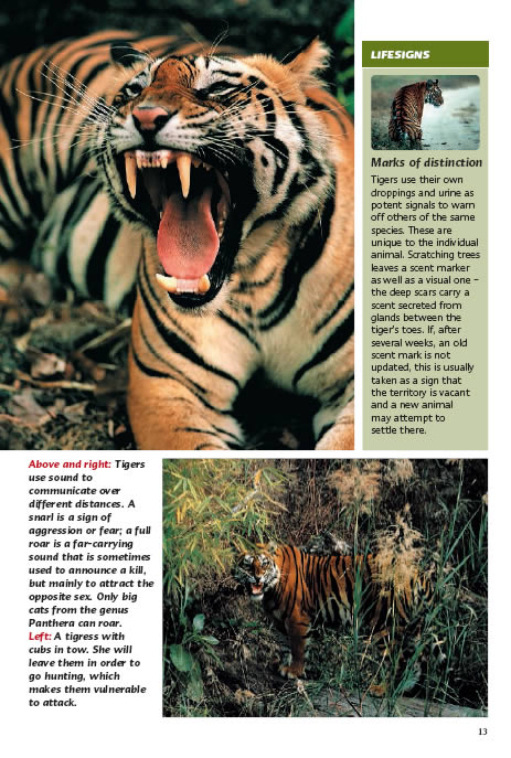 Bengal tigers mrk of distinction